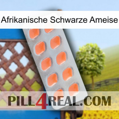 African Black Ant 26